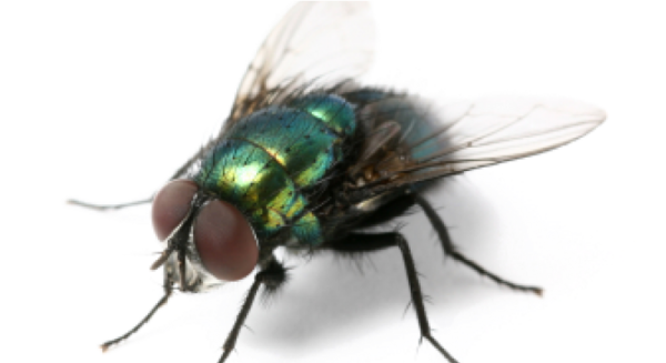 PikPng.com_fly-png_2981756
